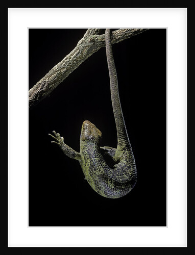 Corucia zebrata (Solomons tree skink) by Anonymous