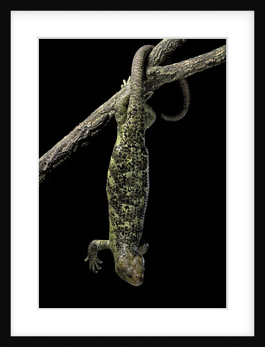 Corucia zebrata (Solomons tree skink) by Anonymous