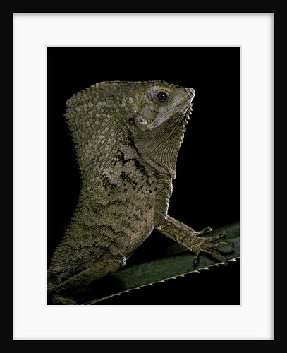 Corytophanes cristatus (helmeted iguana) by Anonymous