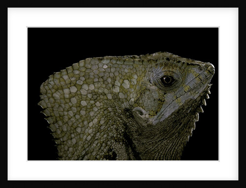 Corytophanes cristatus (helmeted iguana) by Anonymous