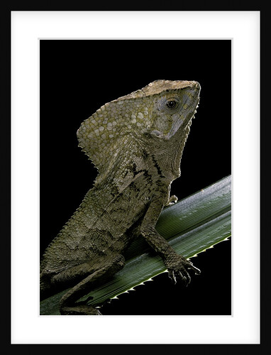 Corytophanes cristatus (helmeted iguana) by Anonymous