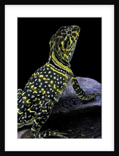 Crotaphytus collaris (collared lizard) by Anonymous
