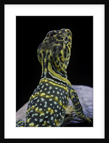 Crotaphytus collaris (collared lizard) by Anonymous