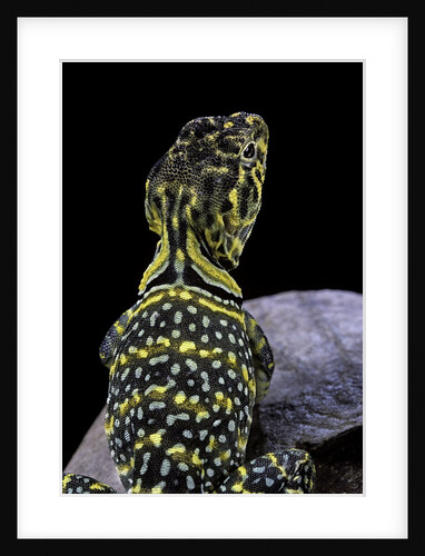 Crotaphytus collaris (collared lizard) by Anonymous