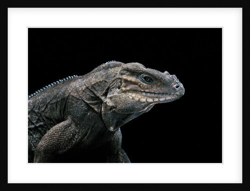 Cyclura cornuta (rhinoceros iguana) by Anonymous