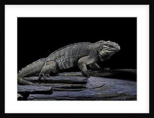 Cyclura cornuta (rhinoceros iguana) by Anonymous