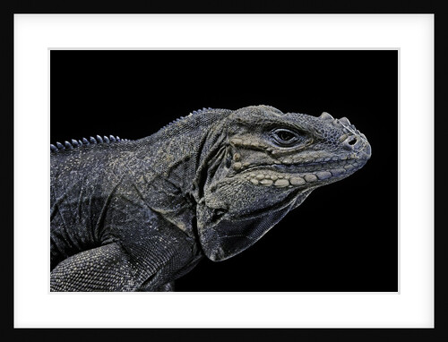Cyclura cornuta (rhinoceros iguana) by Anonymous