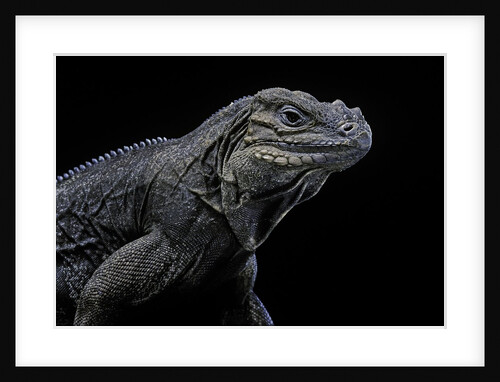 Cyclura cornuta (rhinoceros iguana) by Anonymous