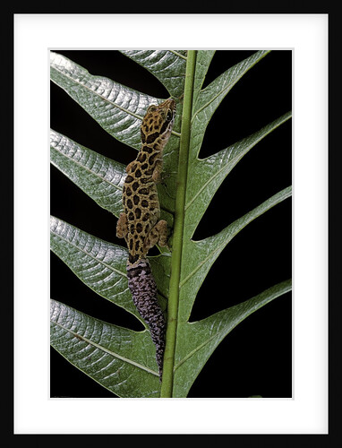 Cyrtodactylus peguensis (Thai bow-fingered gecko) by Anonymous