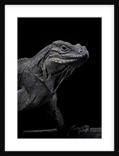 Cyclura cornuta (rhinoceros iguana) by Anonymous