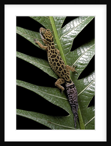 Cyrtodactylus peguensis (Thai bow-fingered gecko) by Anonymous