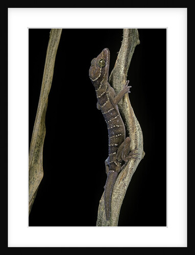 Cyrtodactylus pulchellus (Malayan forest gecko) by Anonymous