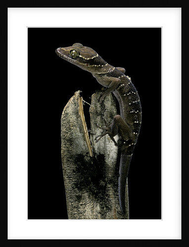 Cyrtodactylus pulchellus (Malayan forest gecko) by Anonymous