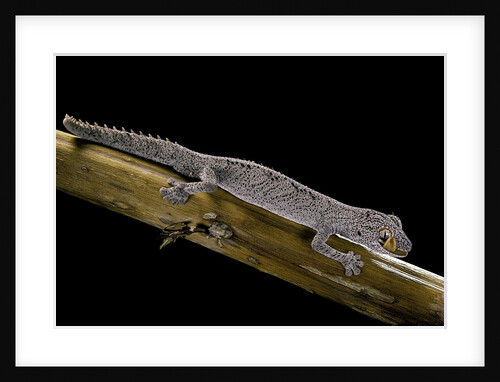 Diplodactylus ciliaris (Western spinytail gecko) by Anonymous