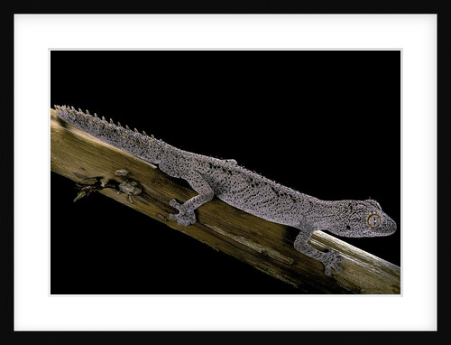 Diplodactylus ciliaris (Western spinytail gecko) by Anonymous