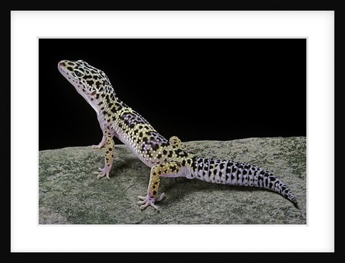 Eublepharis macularius (leopard gecko) by Anonymous