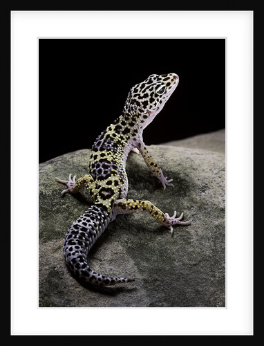 Eublepharis macularius (leopard gecko) by Anonymous
