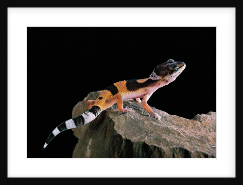 Eublepharis macularius f.golden (leopard gecko) by Anonymous