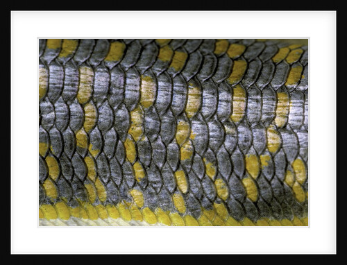 Eumeces schneideri (dotted skink, Schneider's skink or the Berber skink) by Anonymous