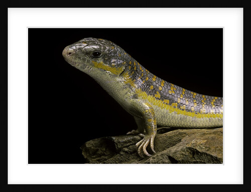 Eumeces schneideri (dotted skink, Schneider's skink or the Berber skink) by Anonymous
