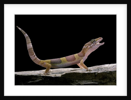 Eublepharis macularius f. albino (leopard gecko) by Anonymous