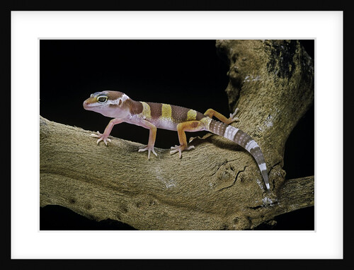 Eublepharis macularius f. albino (leopard gecko) by Anonymous