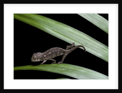 Furcifer oustaleti (Malagasy giant chameleon) - young by Anonymous