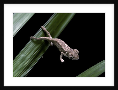Furcifer oustaleti (Malagasy giant chameleon) - young by Anonymous