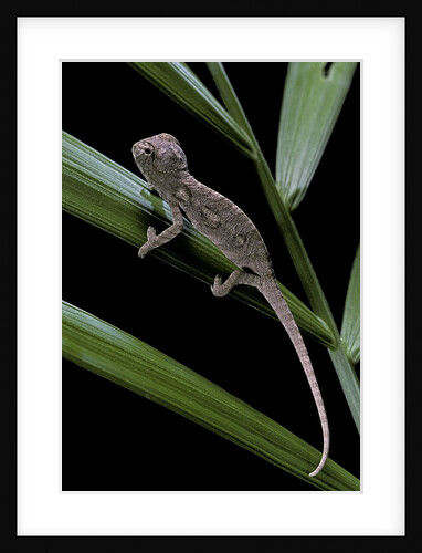Furcifer oustaleti (Malagasy giant chameleon) - young by Anonymous