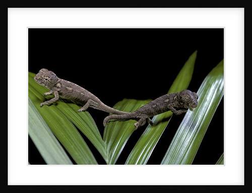 Furcifer oustaleti (Malagasy giant chameleon) - young by Anonymous