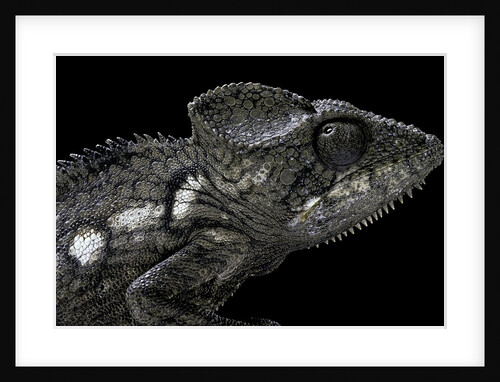 Furcifer oustaleti (Malagasy giant chameleon) by Anonymous