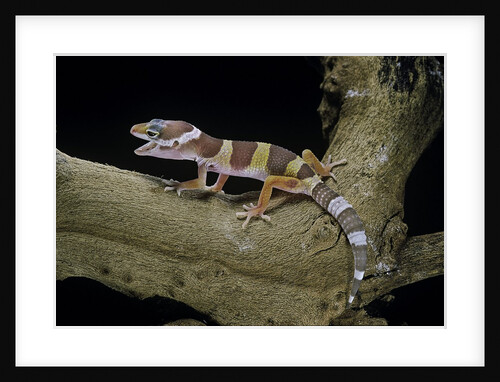 Eublepharis macularius f. albino (leopard gecko) by Anonymous