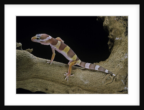 Eublepharis macularius f. albino (leopard gecko) by Anonymous