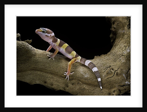 Eublepharis macularius f. albino (leopard gecko) by Anonymous