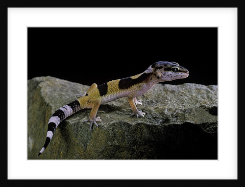 Eublepharis macularius f.golden (leopard gecko) by Anonymous