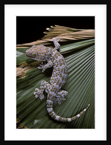 Gekko gecko (tokay gecko) by Anonymous