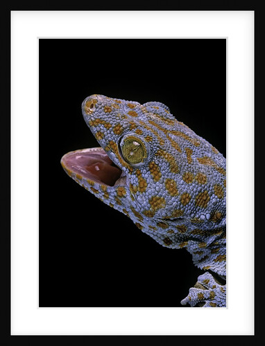 Gekko gecko (tokay gecko) by Anonymous