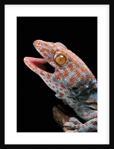 Gekko gecko (tokay gecko) by Anonymous