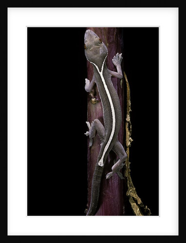 Gekko vittatus (lined gecko) by Anonymous