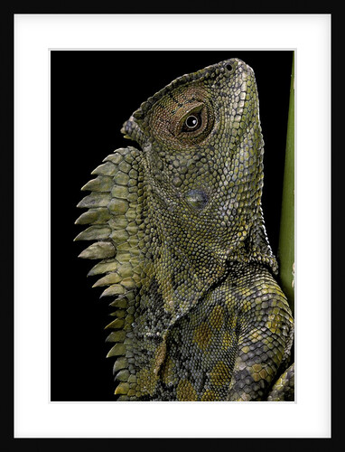 Gonocephalus chamaeleontinus (hump-beaded dragon) by Anonymous
