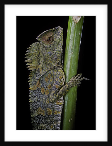 Gonocephalus chamaeleontinus (hump-beaded dragon) by Anonymous