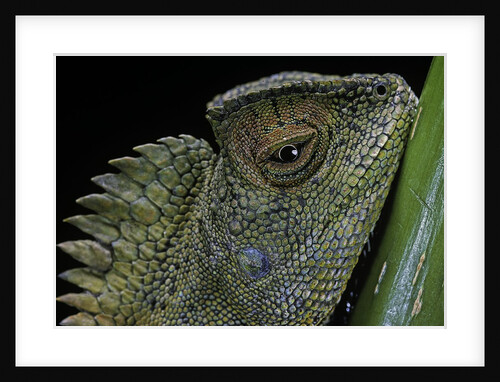 Gonocephalus chamaeleontinus (hump-beaded dragon) by Anonymous