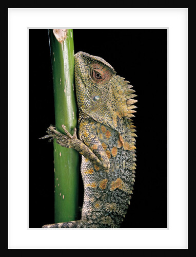 Gonocephalus chamaeleontinus (hump-beaded dragon) by Anonymous