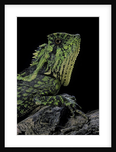 Gonocephalus kuhlii (hump-beaded dragon) by Anonymous