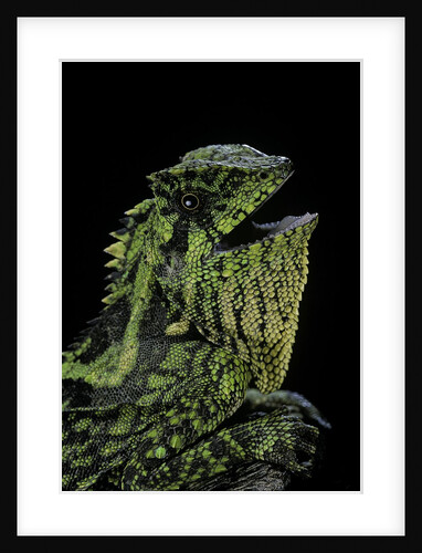 Gonocephalus kuhlii (hump-beaded dragon) by Anonymous