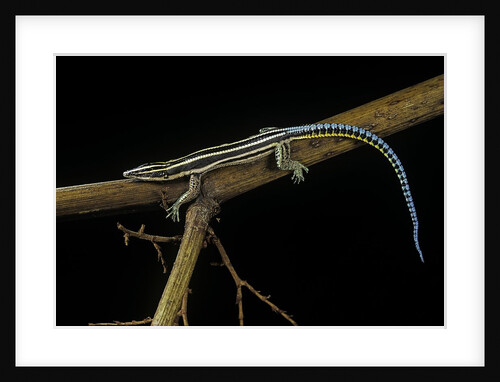 Holaspis guentheri (sawtailed lizard) by Anonymous