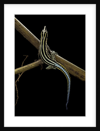 Holaspis guentheri (sawtailed lizard) by Anonymous