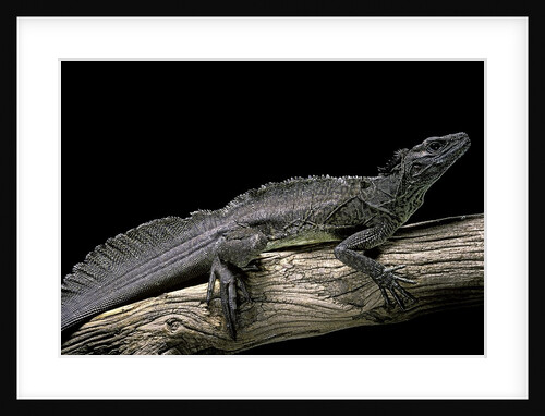 Hydrosaurus weberi (salfin dragon) by Anonymous