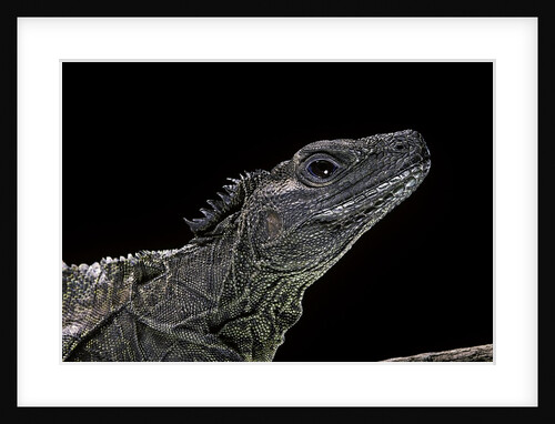 Hydrosaurus weberi (salfin dragon) by Anonymous