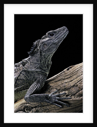 Hydrosaurus weberi (salfin dragon) by Anonymous